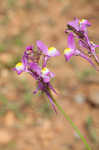 Moroccan toadflax